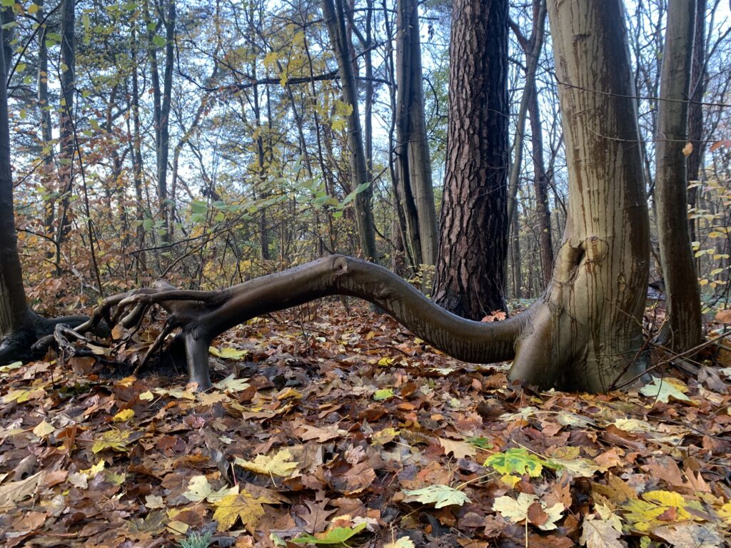 Wald Erlebnis Führung